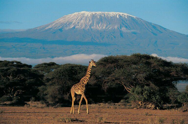Wild Wonders of Kenya